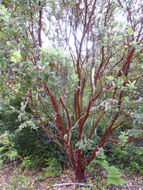 Image of hairy manzanita