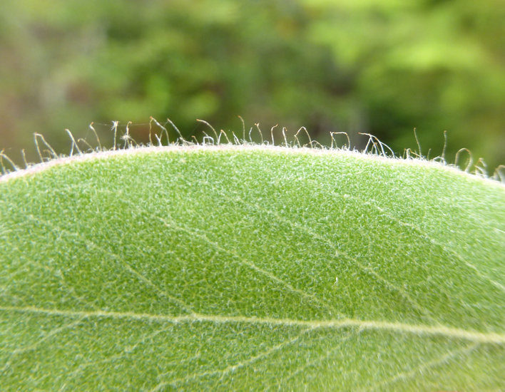 Image of hairy manzanita