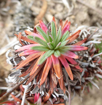 Imagem de Armeria maritima subsp. californica (Boiss.) A. E. Porsild