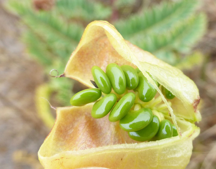 Imagem de Astragalus nuttallii var. virgatus (A. Gray) Barneby