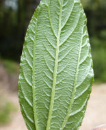 Image of <i>Ceanothus <i>thyrsiflorus</i></i> var. thyrsiflorus