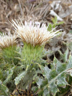 Imagem de Cirsium quercetorum (A. Gray) Jepson