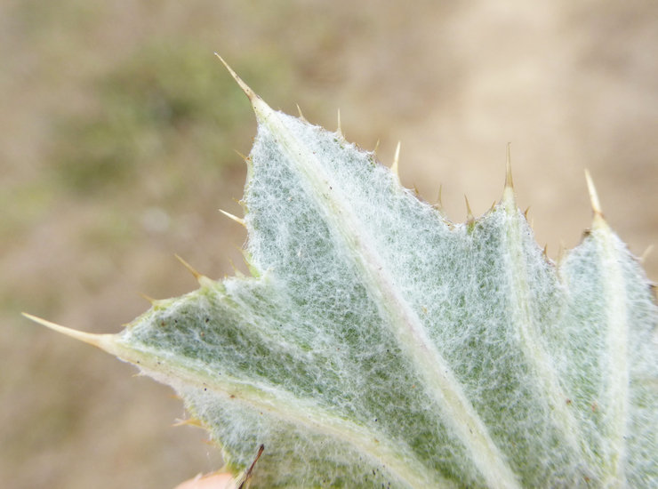 Imagem de Cirsium quercetorum (A. Gray) Jepson