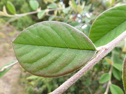 صورة Cotoneaster lacteus W. W. Sm.