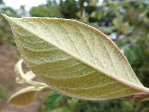 صورة Cotoneaster lacteus W. W. Sm.