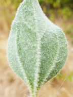 Image of <i>Croton setiger</i>