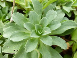 Слика од Erigeron glaucus Ker-Gawl.