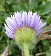 Слика од Erigeron glaucus Ker-Gawl.