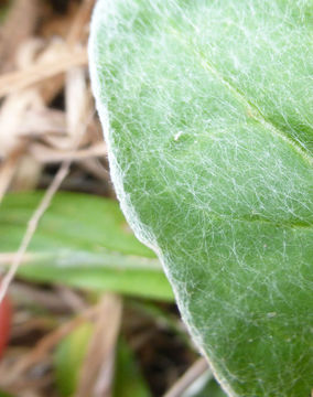 Image of seaside buckwheat