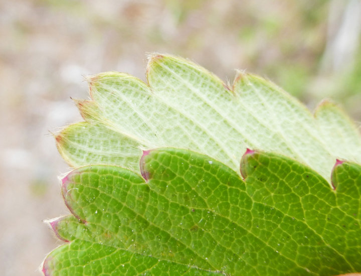 Image of beach strawberry