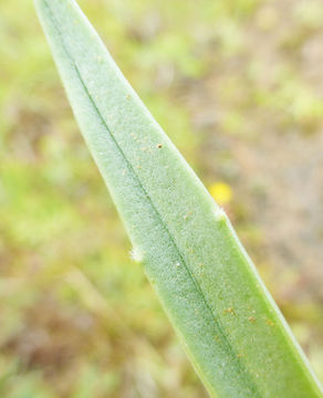 Слика од Plantago maritima L.