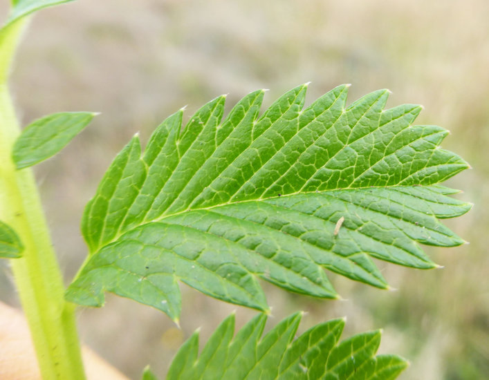 Image of 3 toothed cinquefoil