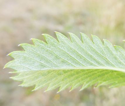 Image of 3 toothed cinquefoil