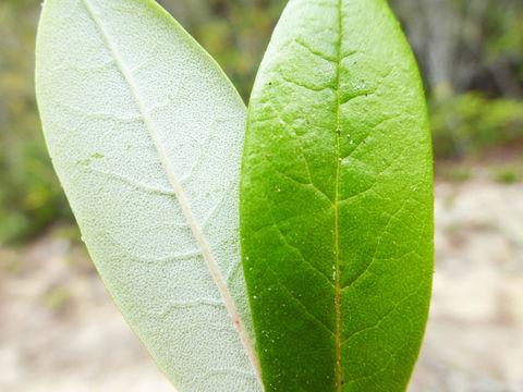 Image de Rhododendron columbianum (Piper) Harmaja