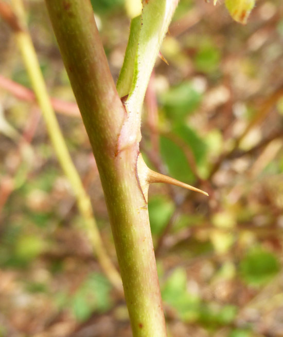 Image of California wildrose