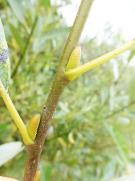 Image of dune willow