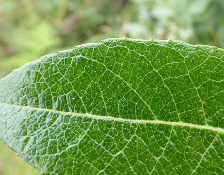 صورة Salix hookeriana Barratt