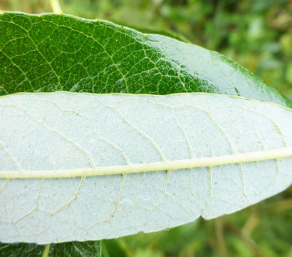 صورة Salix hookeriana Barratt