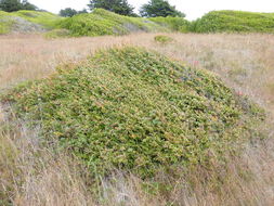 Image of evergreen huckleberry