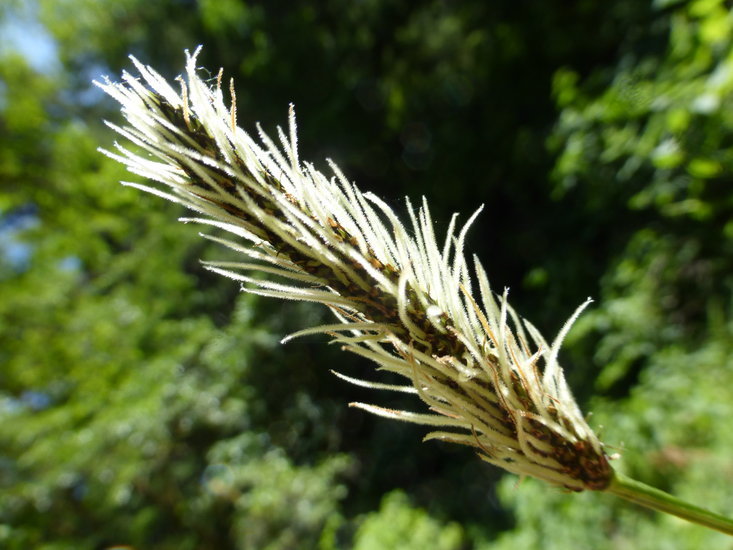 Image of Ribwort Plantain