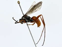 Image of Cuckoo Spider Wasps