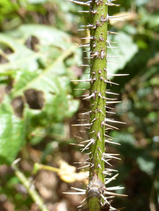 Image of dwarf rose