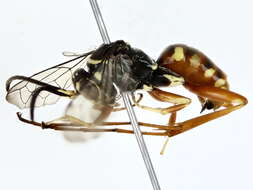 Image of Cuckoo Spider Wasps