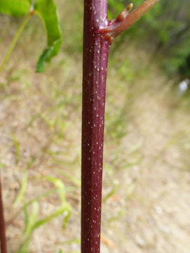 Image de sumac de l'Ouest