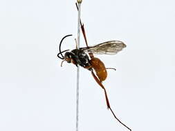 Image of Cuckoo Spider Wasps