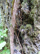 Image de sumac de l'Ouest