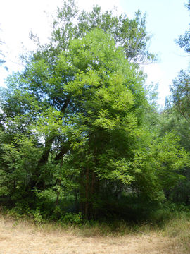 Слика од Fraxinus latifolia Benth.