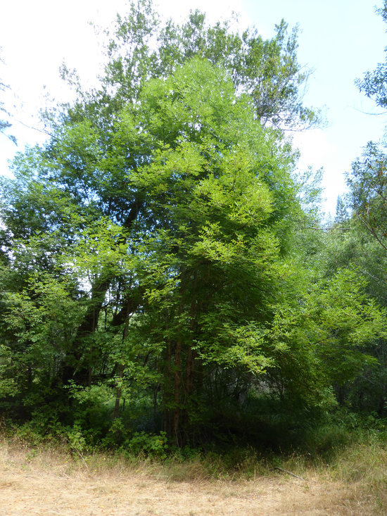 Image of Oregon Ash