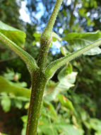 Image of Oregon Ash