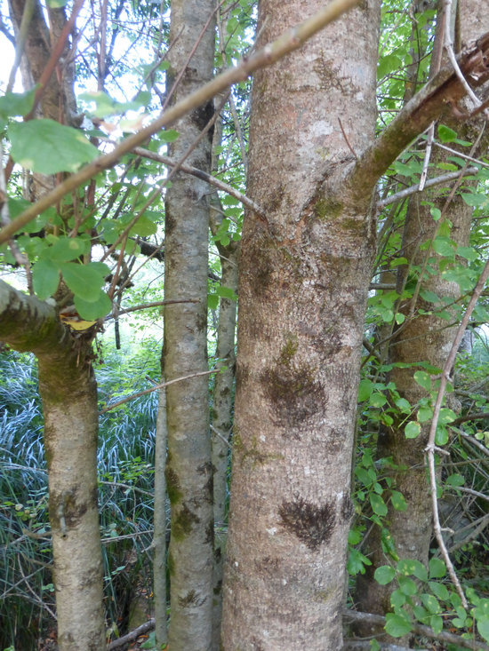 Image of Oregon Ash