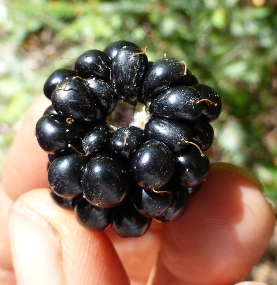 Image of Himalayan blackberry