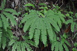 Adiantum aleuticum (Rupr.) C. A. Paris resmi