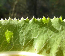 Image of bitter lettuce