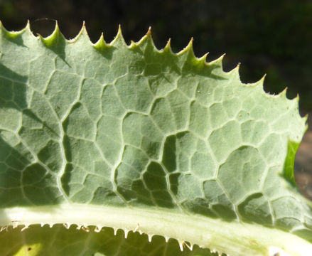 Image of bitter lettuce