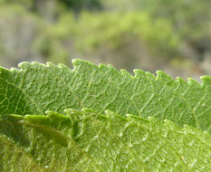 Imagem de Aesculus californica (Spach) Nutt.