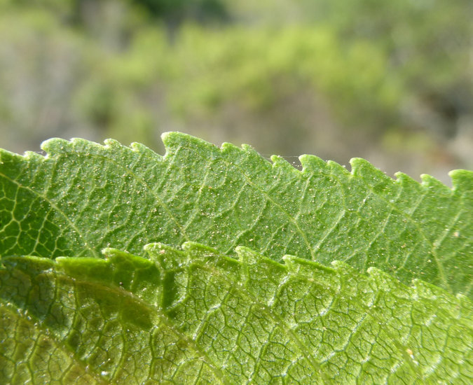 Aesculus californica (Spach) Nutt. resmi