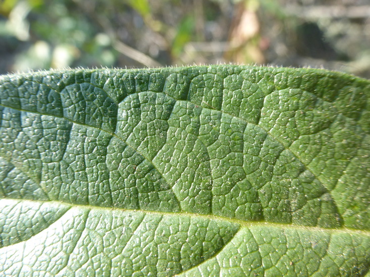 Image of twinberry honeysuckle