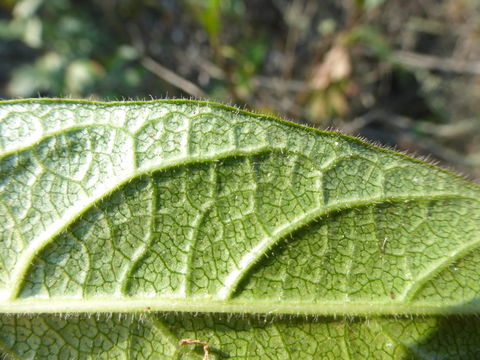 Image of twinberry honeysuckle