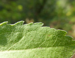 Image de Eurybia radulina (A. Gray) G. L. Nesom