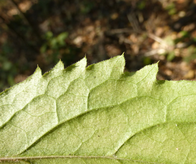 Image de Eurybia radulina (A. Gray) G. L. Nesom