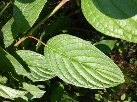 Cornus sericea subsp. occidentalis (Torr. & A. Gray) Fosberg resmi