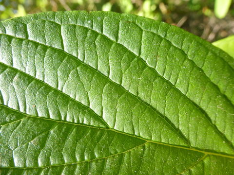 Cornus sericea subsp. occidentalis (Torr. & A. Gray) Fosberg resmi