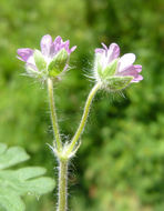 Image of Small-flowered Cranesbill