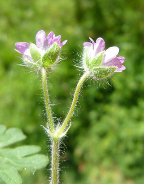 Imagem de Geranium pusillum L.