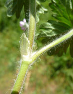 Image of Small-flowered Cranesbill