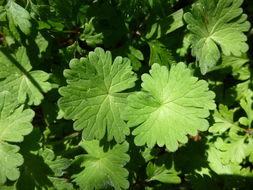 Image of Small-flowered Cranesbill